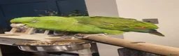 Parrots birds for sale: Talking Yellow naped amazon  - Advert 4