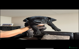 Mixed Breed dogs for sale: 🐾 Presa Canario cross Puppies for Sale 🐾 - Image 2