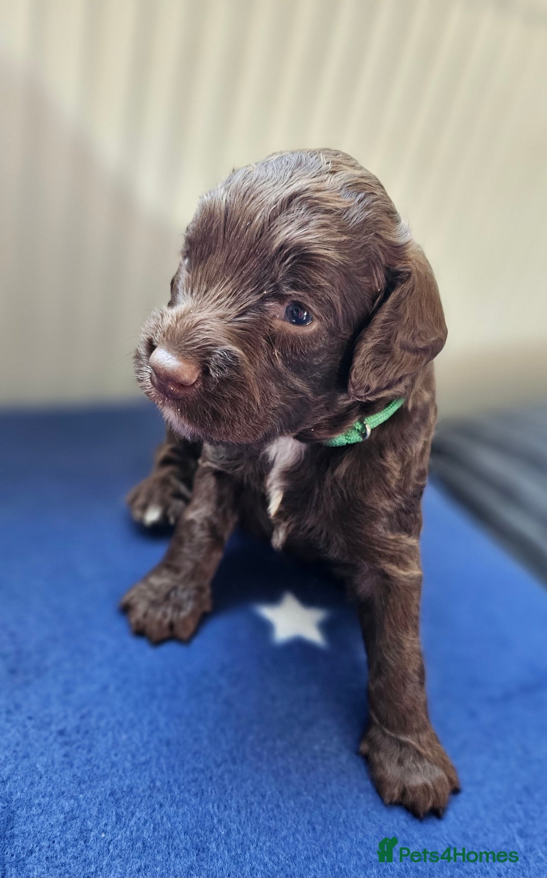 Cockapoo dogs for sale: Beautiful Chunky f2 Cockapoo Puppies  - Image 3