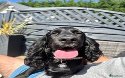 Cocker Spaniel dogs for sale: Stunning cocker spaniel puppy’s  - Image 12