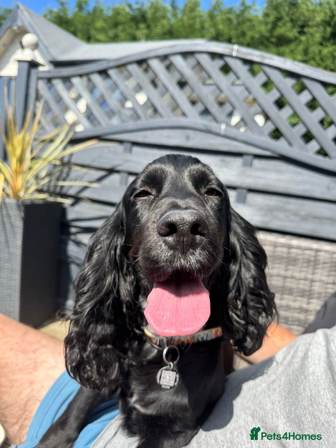 Cocker Spaniel dogs for sale: Stunning cocker spaniel puppy’s  - Image 12