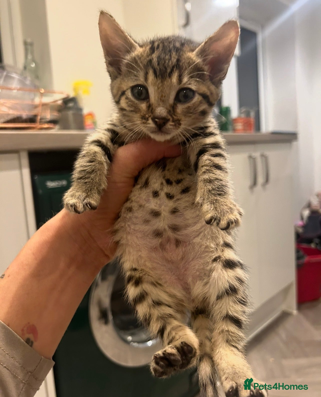 Savannah cats 3 f3 savannah cats!!  - Advert 4
