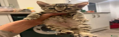 Savannah Kitten 2