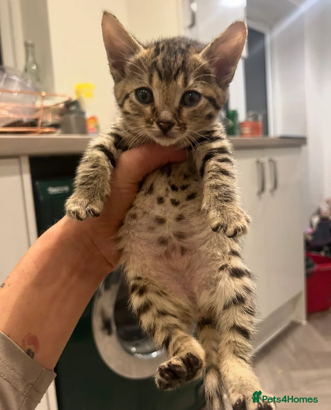 Savannah cats for sale: 3 f3 savannah cats!!  - Advert 1
