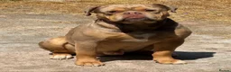 Olde English Bulldogge dogs for sale: Beautiful old English Bulldog Puppies for sale  - Advert 9
