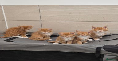 Maine Coon cats - Advert 7