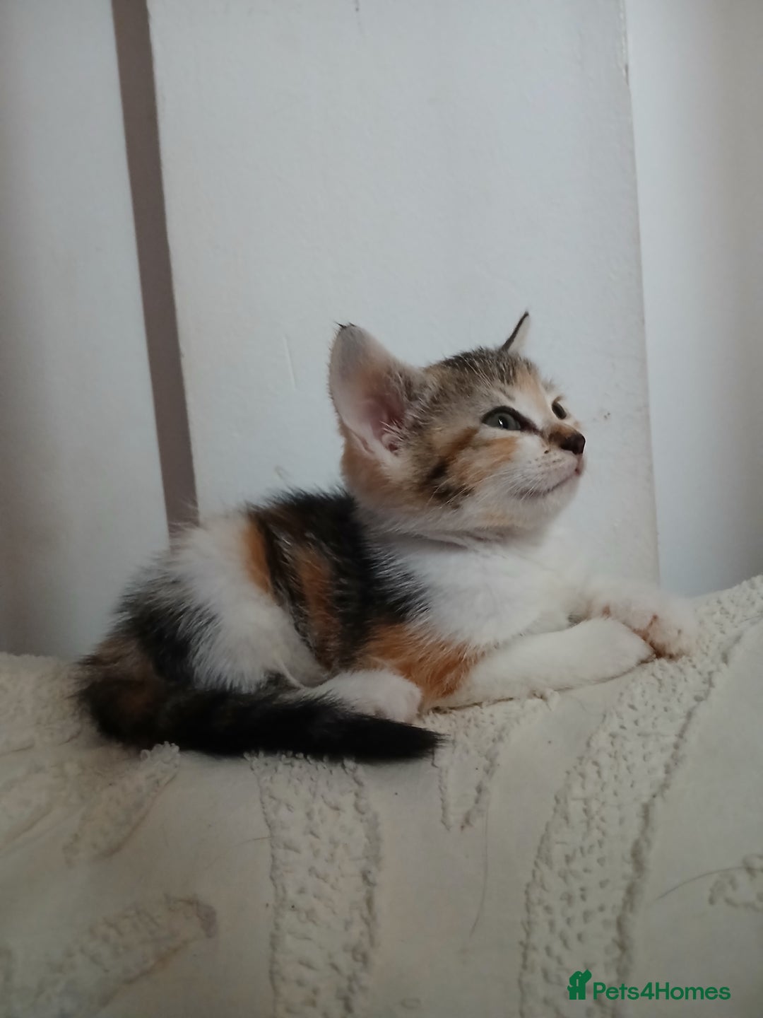 American Shorthair cats for sale: Kittens - Advert 6