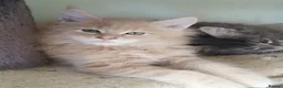 Maine Coon cats for sale: Stunning health tested, tica reg kittens 😍 - Advert 3