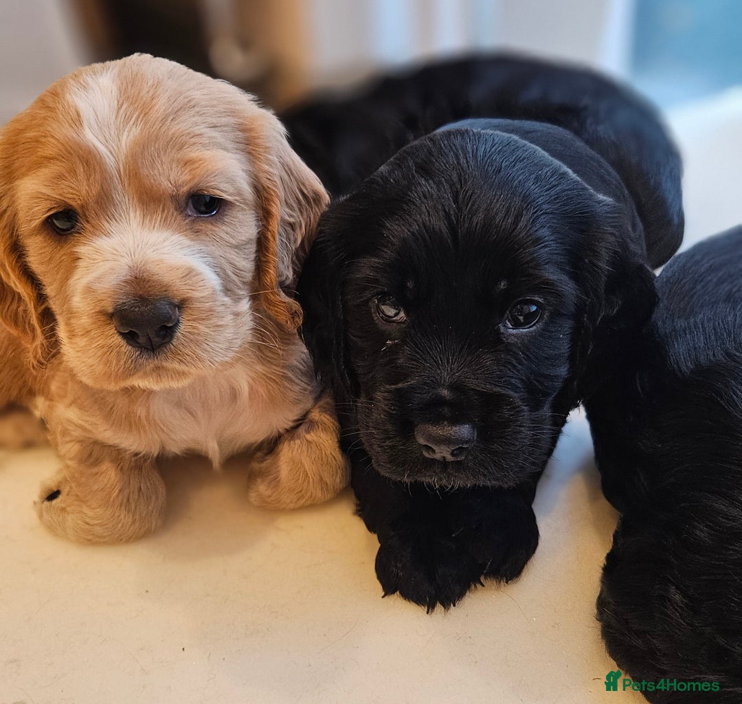 Cocker Spaniel dogs for sale: Cocker spaniel - Image 2