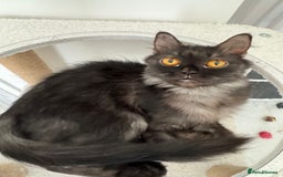 Mixed Breed cats for adoption: Beautiful grumpy-face Elba is a lovebug  - Image 12