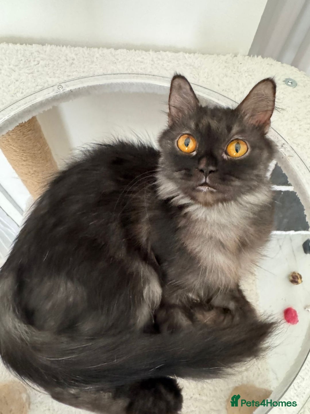 Mixed Breed cats for adoption: Beautiful grumpy-face Elba is a lovebug  - Image 12