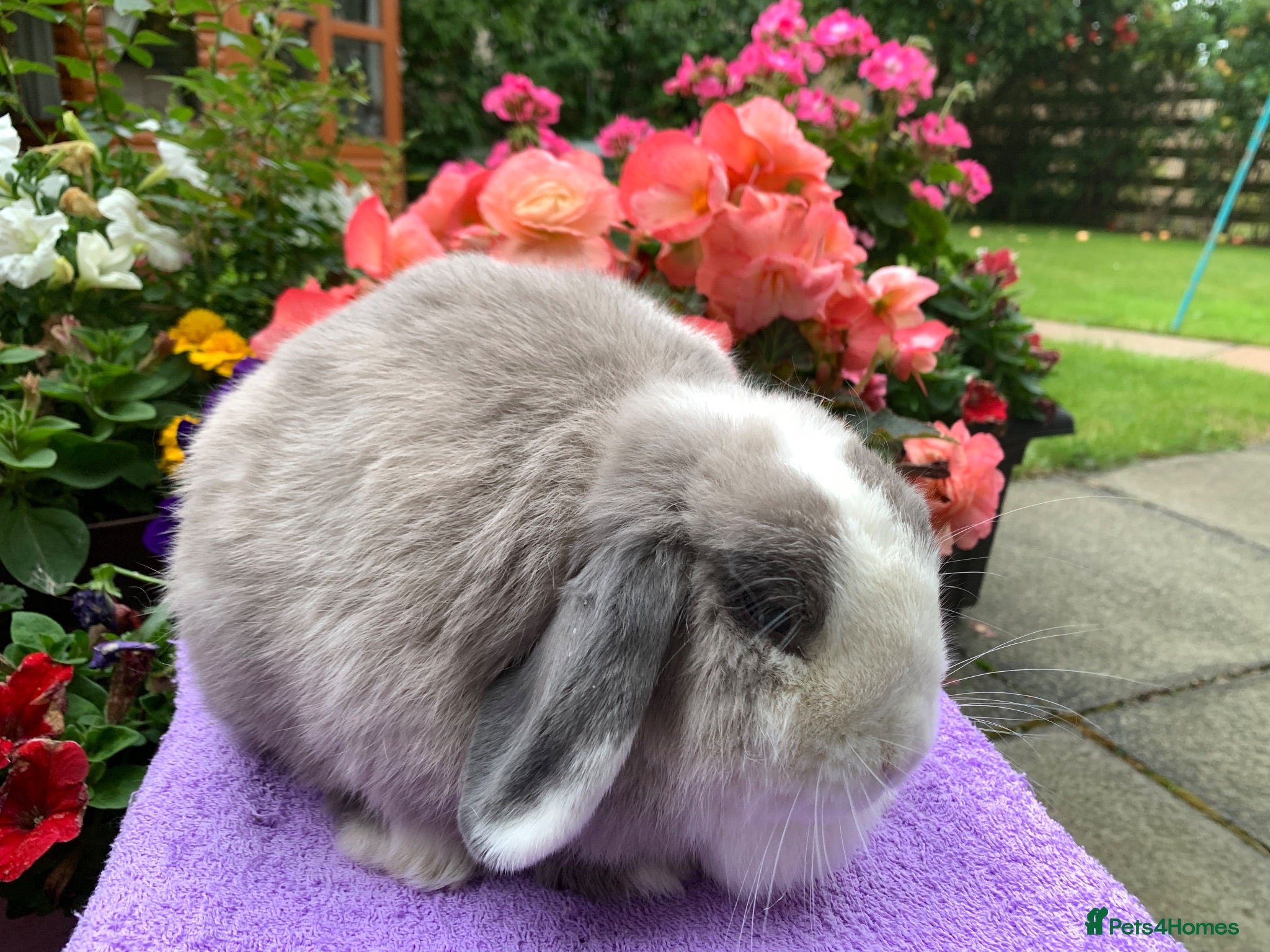 Mini Lop rabbits Gorgeous mini lop girl ready now - Advert 14