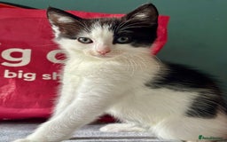 Domestic Shorthair cats for adoption: -Adopt from Cats in Crisis East London  - Image 10