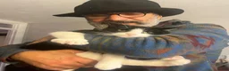 Mixed Breed cats for adoption: Floki, willow and Gus  - Advert 2