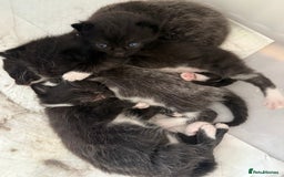 Domestic Shorthair cats for sale: Kittens  - Image 6