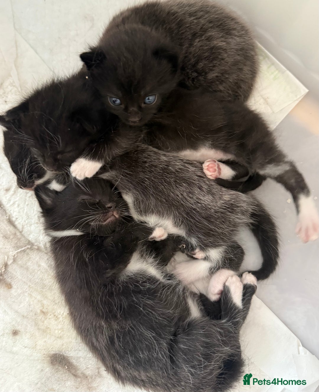 Domestic Shorthair cats for sale: Kittens  - Image 6