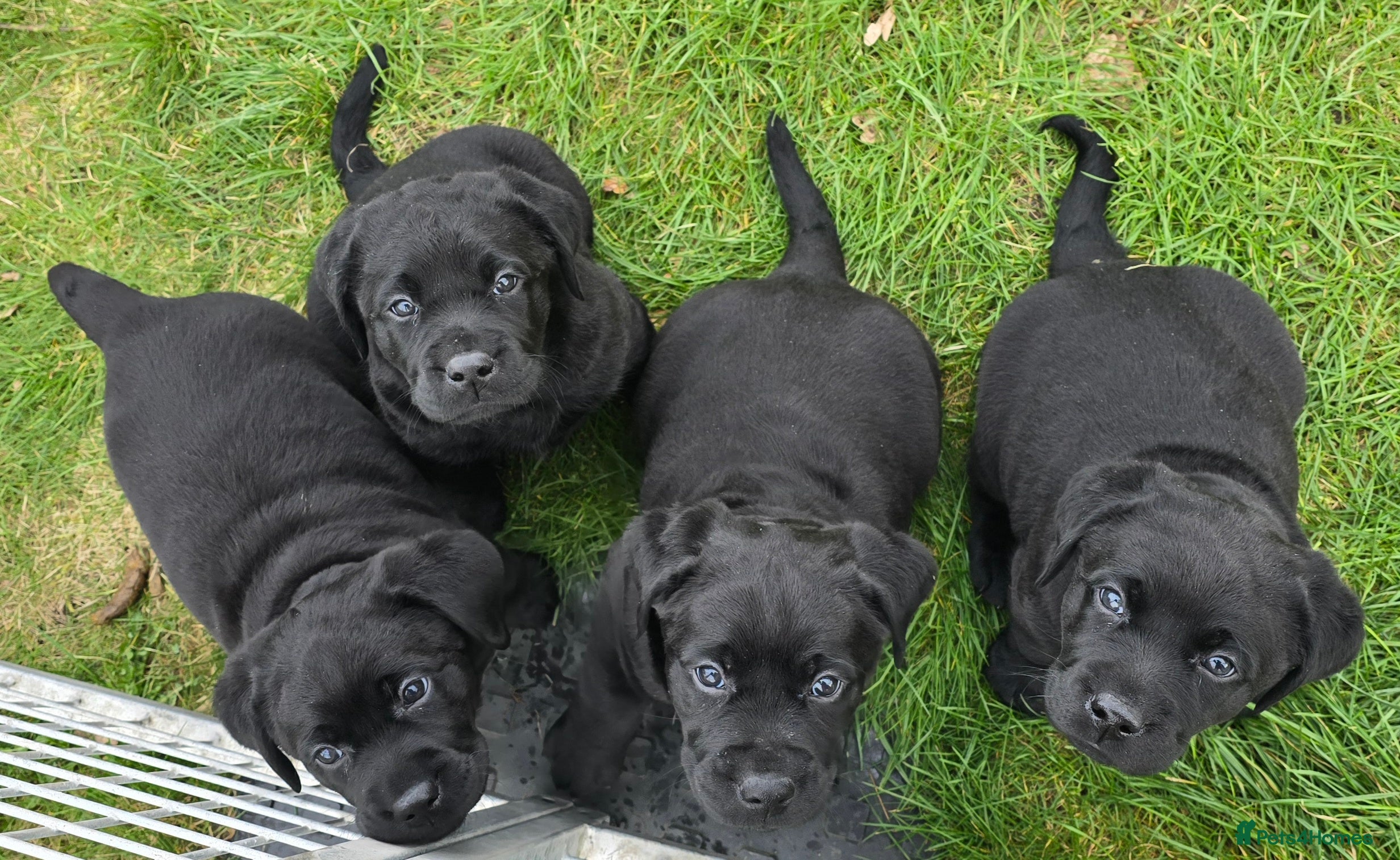 Labrador Retriever dogs KC Registered- Black Labrador Puppies x 3 - Advert 17
