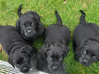 Labrador Retriever dogs KC Registered- Black Labrador Puppies x 3 - Advert 17