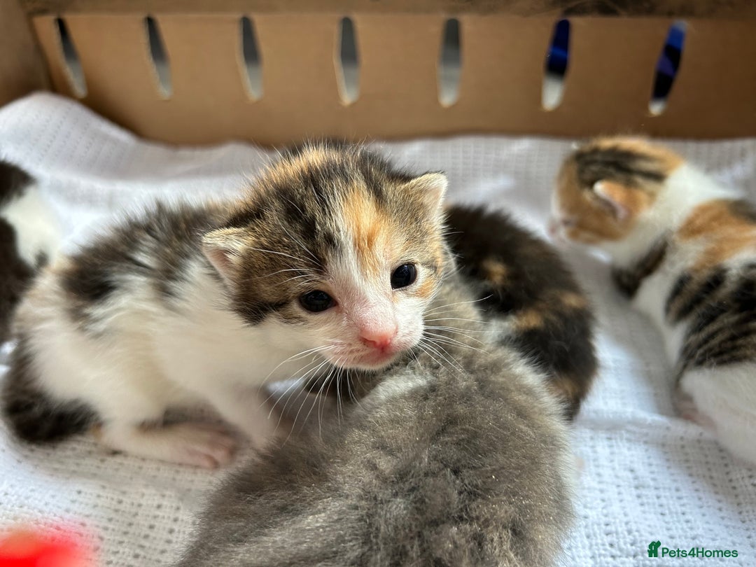 Mixed Breed cats for sale: Ready in 4 weeks time  - Image 5