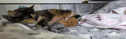 Mixed Breed cats for sale: GORGEOUS KITTENS in Ripon - Advert 2