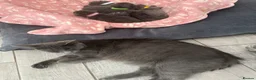 Russian Blue cats for sale: Gorgeous Russian Blue babies  - Advert 12