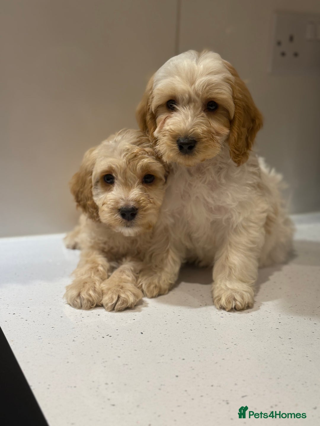 Cavapoo dogs for sale: F1 CAVAPOOS BOYS AND GIRLS - Advert 13