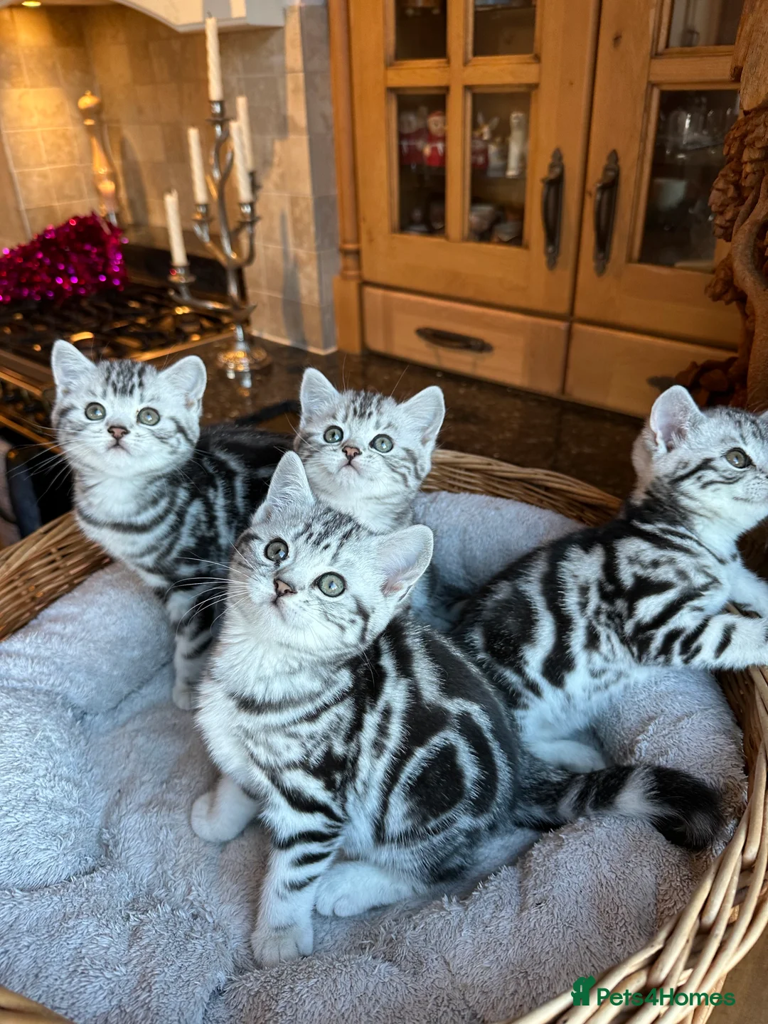 British Shorthair cats for sale: BSH stunning Silver Tabby kittens - Advert 26