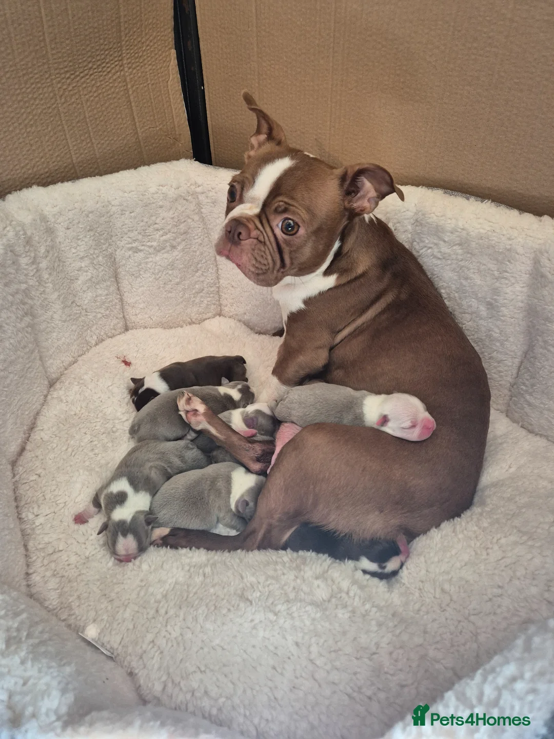 Boston Terrier dogs for sale: Boston terrier puppies  - Advert 2