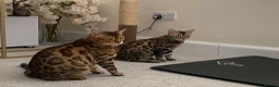 Bengal cats for sale:  Stunning Bengal kittens - Advert 7