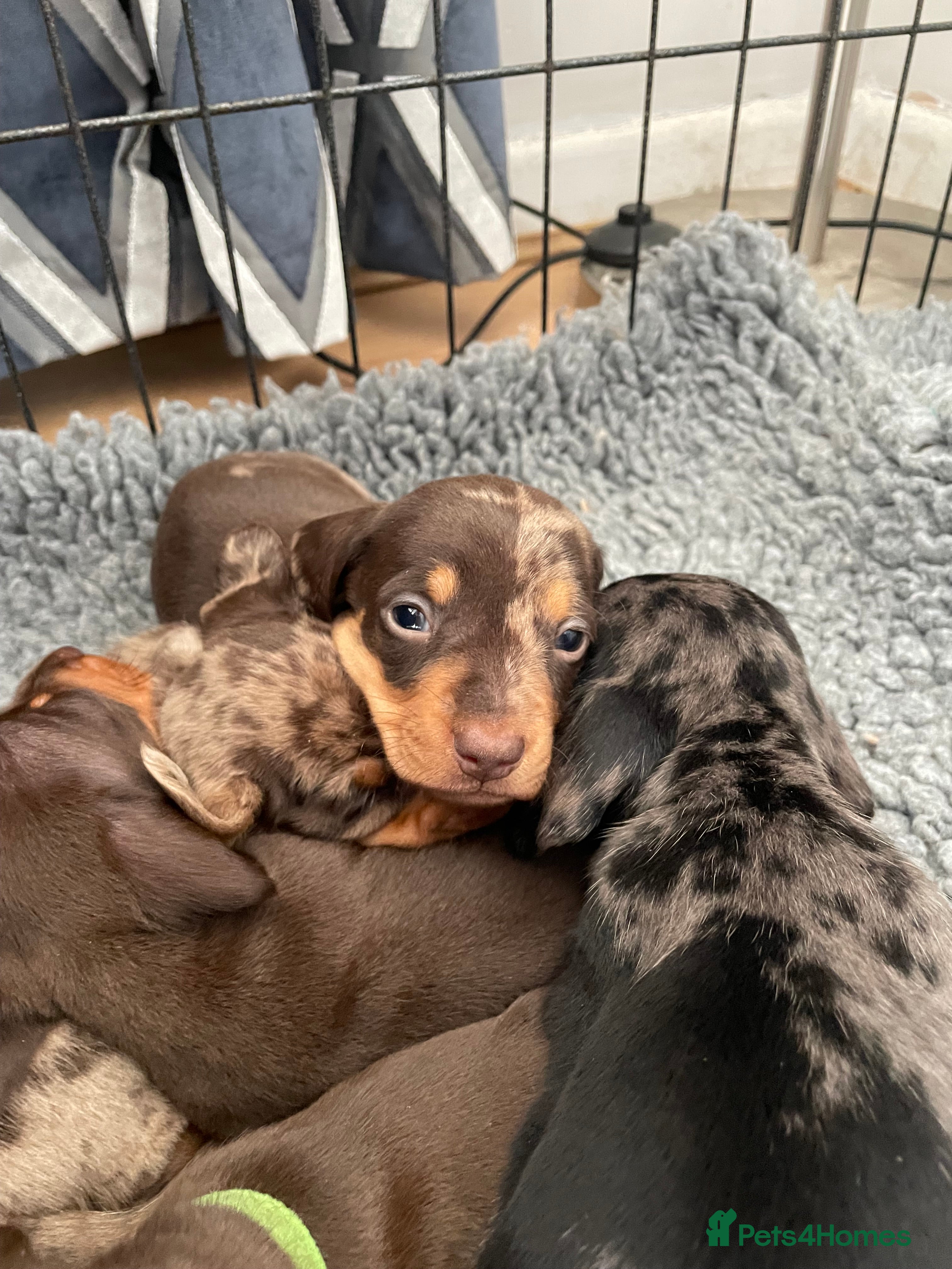 Miniature Dachshund dogs Quality kc reg mini smooth dachshund puppy - Advert 10