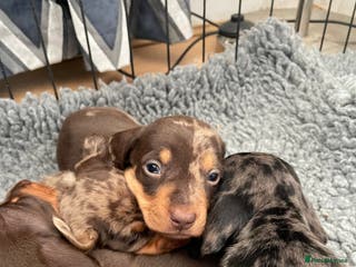 Miniature Dachshund dogs Quality kc reg mini smooth dachshund puppy - Advert 10