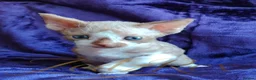 Devon Rex cats for sale: Beautiful Devon Rex Kitten - Advert 8
