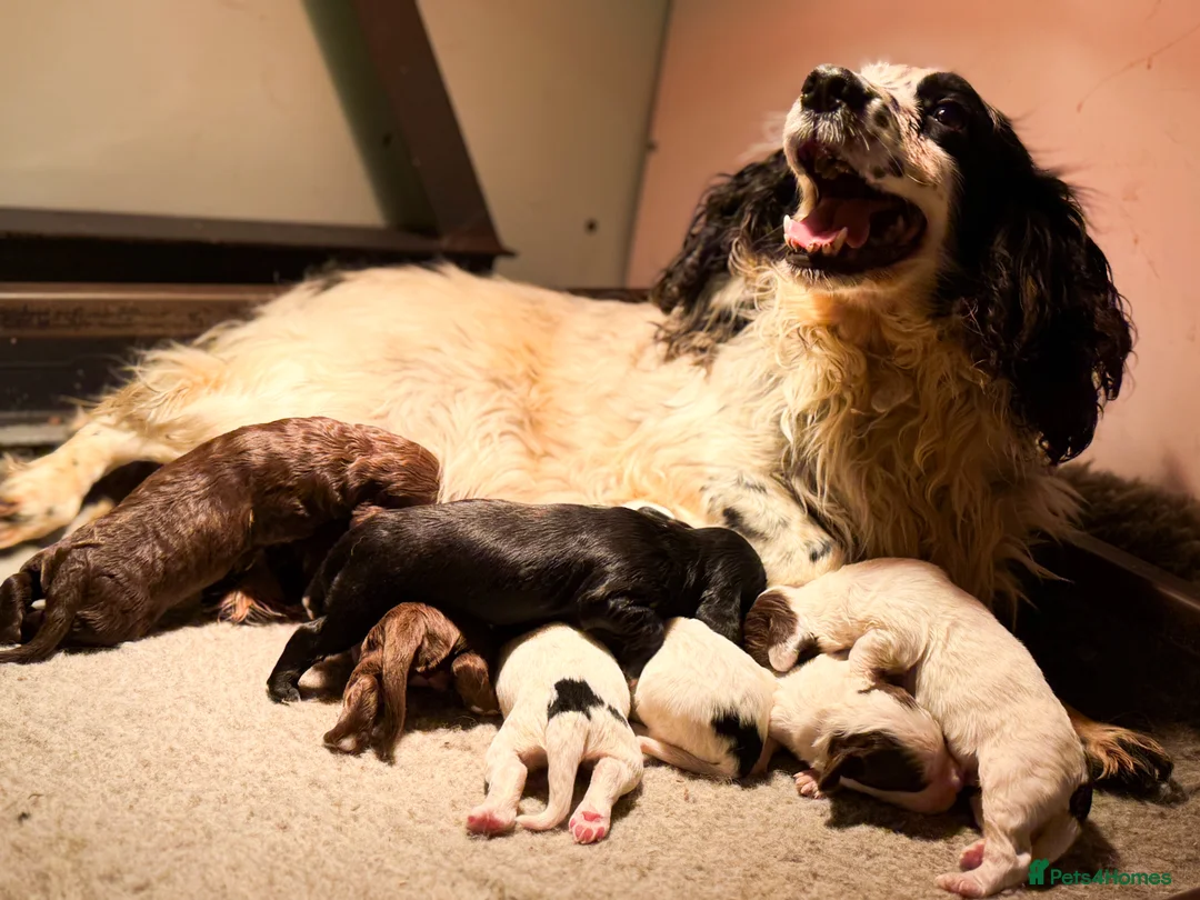 Cocker Spaniel dogs for sale: Beautiful Soft Natured Cocker Spaniels KC Reg - Advert 5