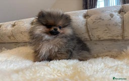 Pomeranian dogs for sale: Kc teddy bear pom babies  - Image 15