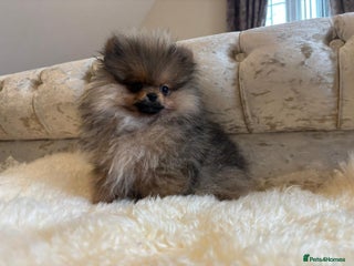 Pomeranian dogs Kc teddy bear pom babies - Advert 2