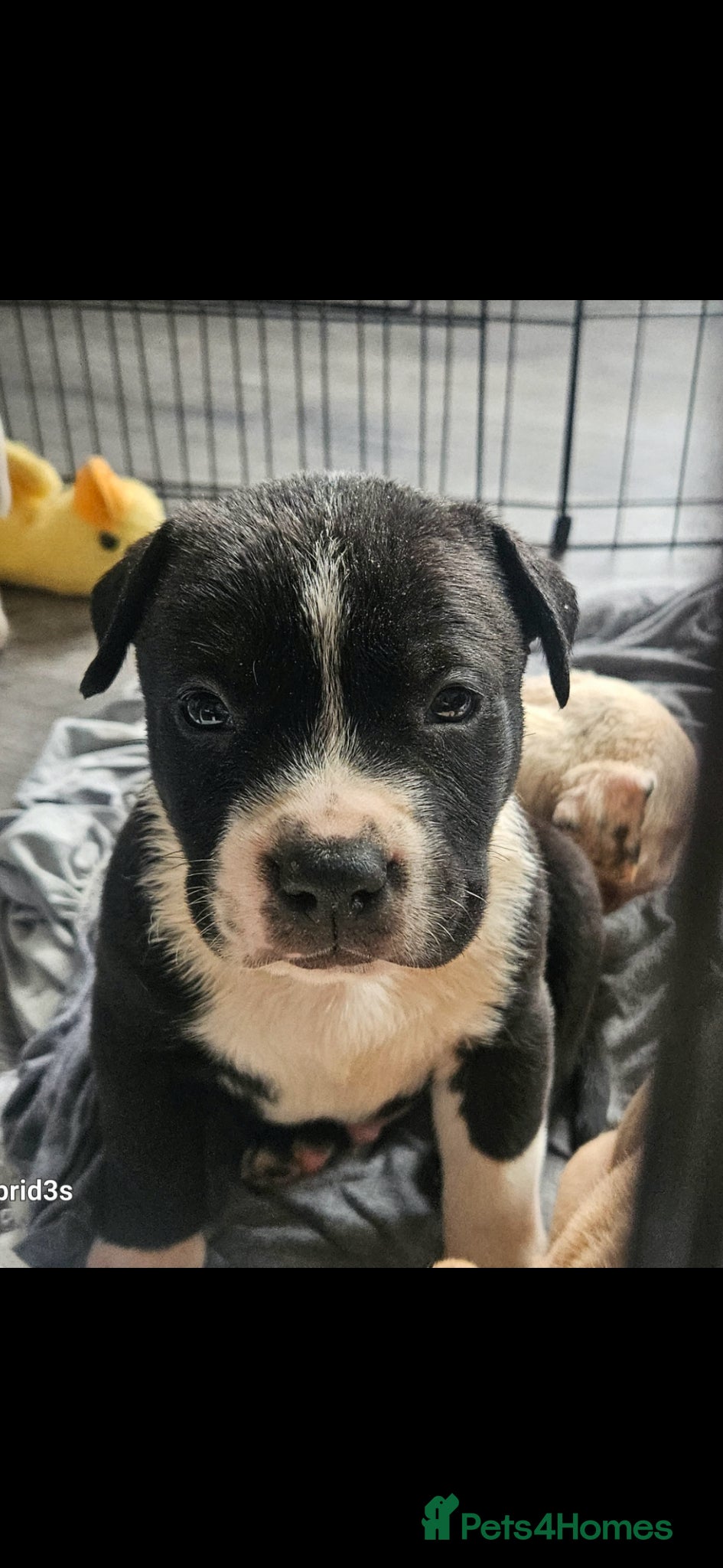 Mixed Breed dogs Sharpei x American bulldog pups - Advert 20