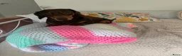 Miniature Dachshund dogs for stud: Miniature short hair dachshund to stud.  in Gateshead - Advert 5