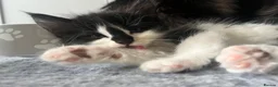 Maine Coon cats for sale: Maine Coon Kittens  - Advert 2