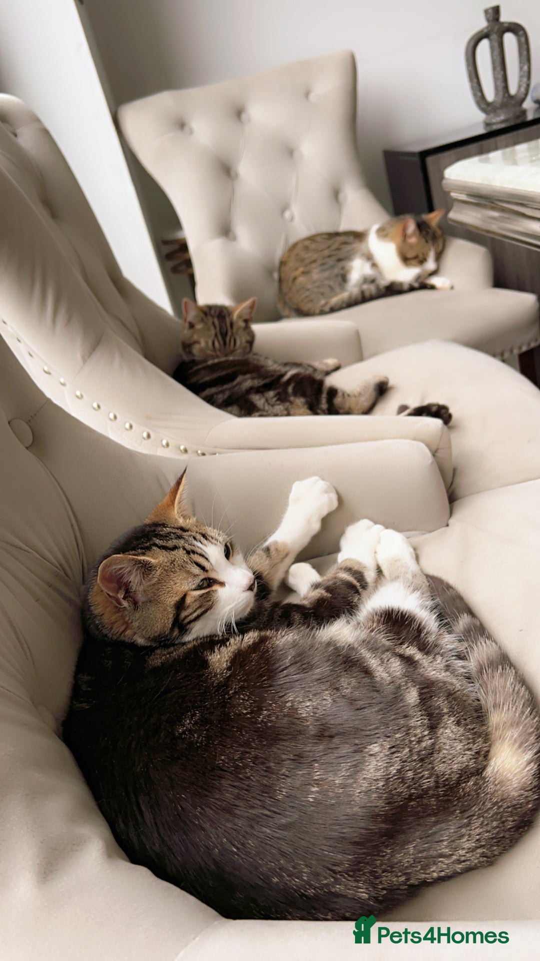 Mixed Breed cats for sale: Kitty cats  - Image 4