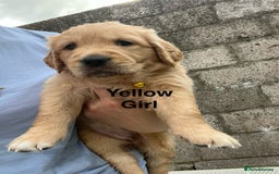 Golden Retriever dogs for sale: Golden retriever puppies  - Image 7