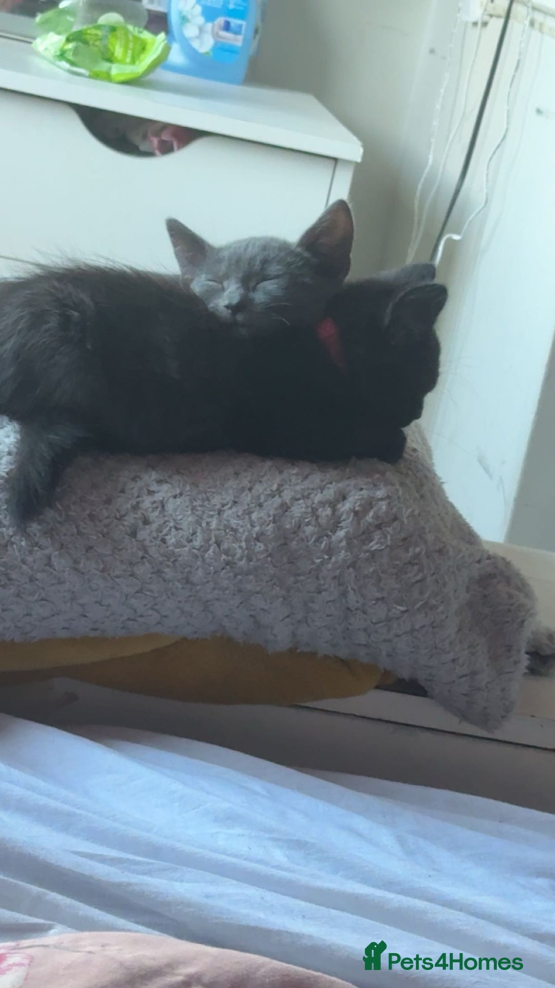 Bombay cats for sale: Two Gorgeous Girls - Advert 2