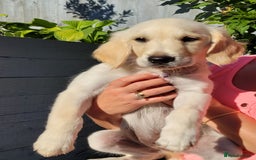Golden Retriever dogs for sale: READY NOW Stunning Golden Retriever PUPPIES-3 LEFT - Image 29