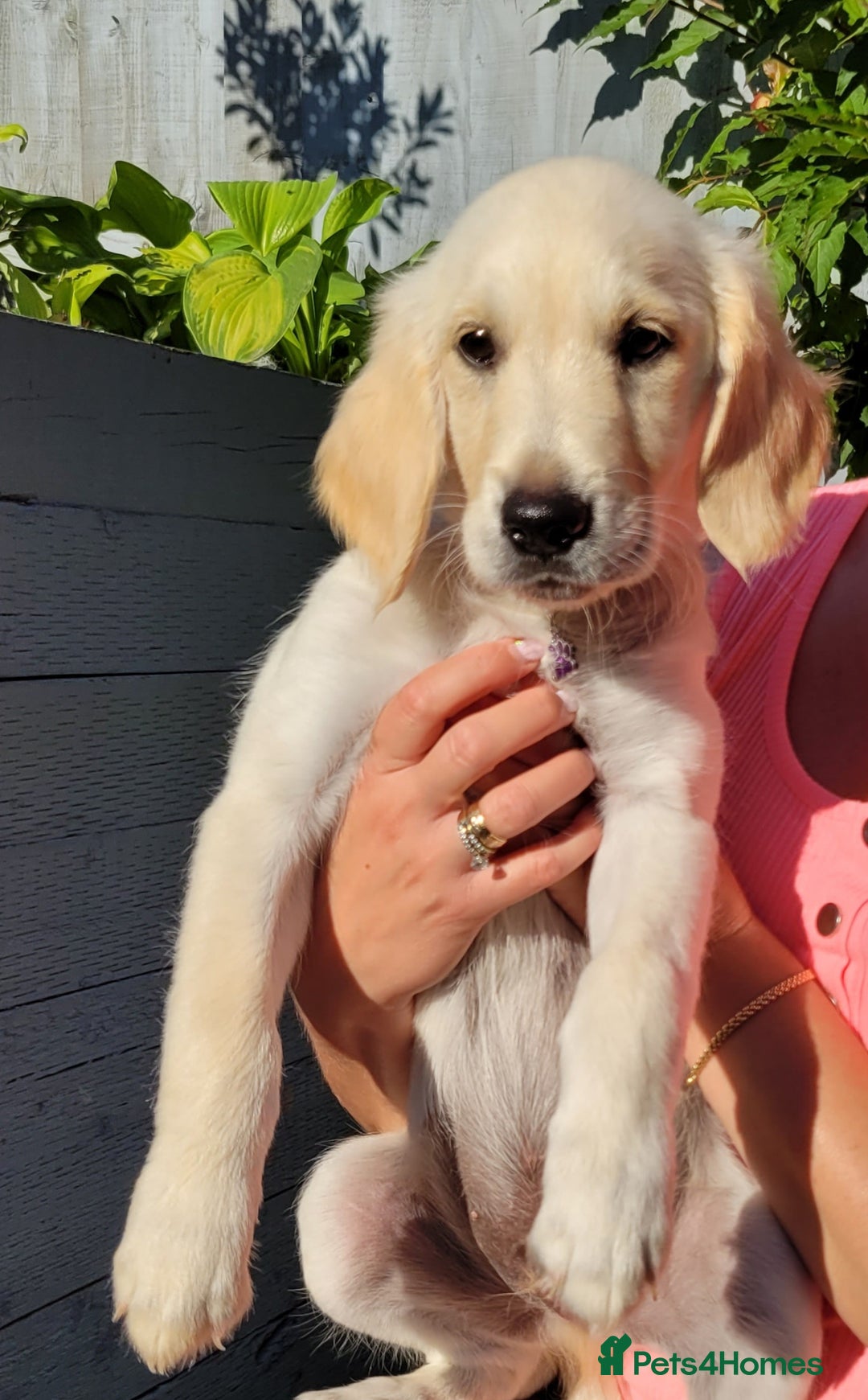 Golden Retriever dogs for sale: READY NOW Stunning Golden Retriever PUPPIES-3 LEFT - Image 29