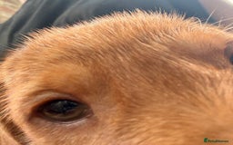 Hungarian Vizsla dogs for sale: Hungarian WIREHAIRED Vizsla puppies KC reg in Cranbrook - Image 28