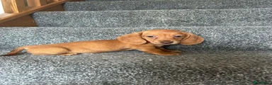 Miniature Dachshund 1