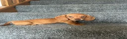 Miniature Dachshund dogs for sale: Beautiful puppies in Wisbech - Advert 5