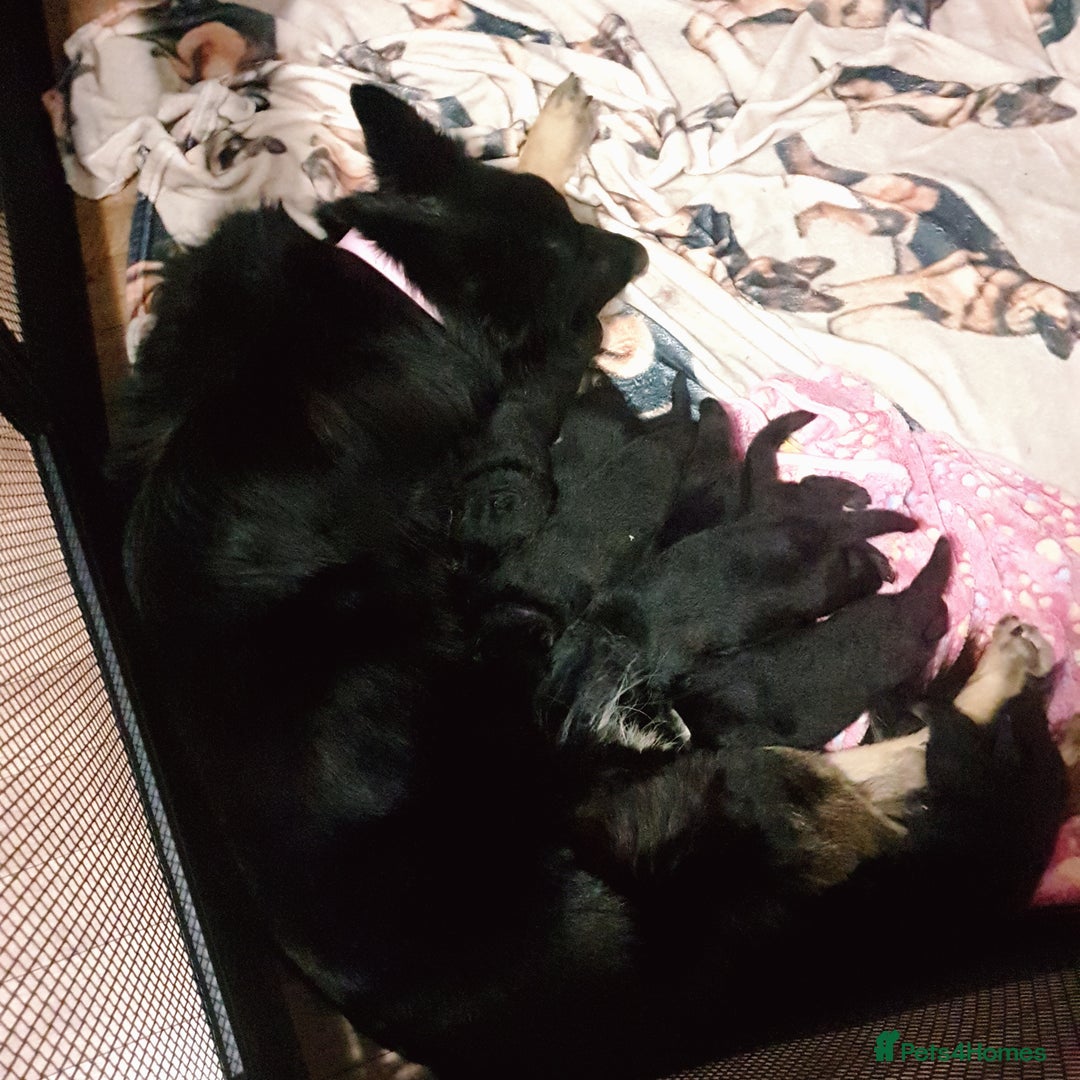 German Shepherd dogs for sale: KC Registered Big Bouncy German Shepherd Puppies - Advert 2