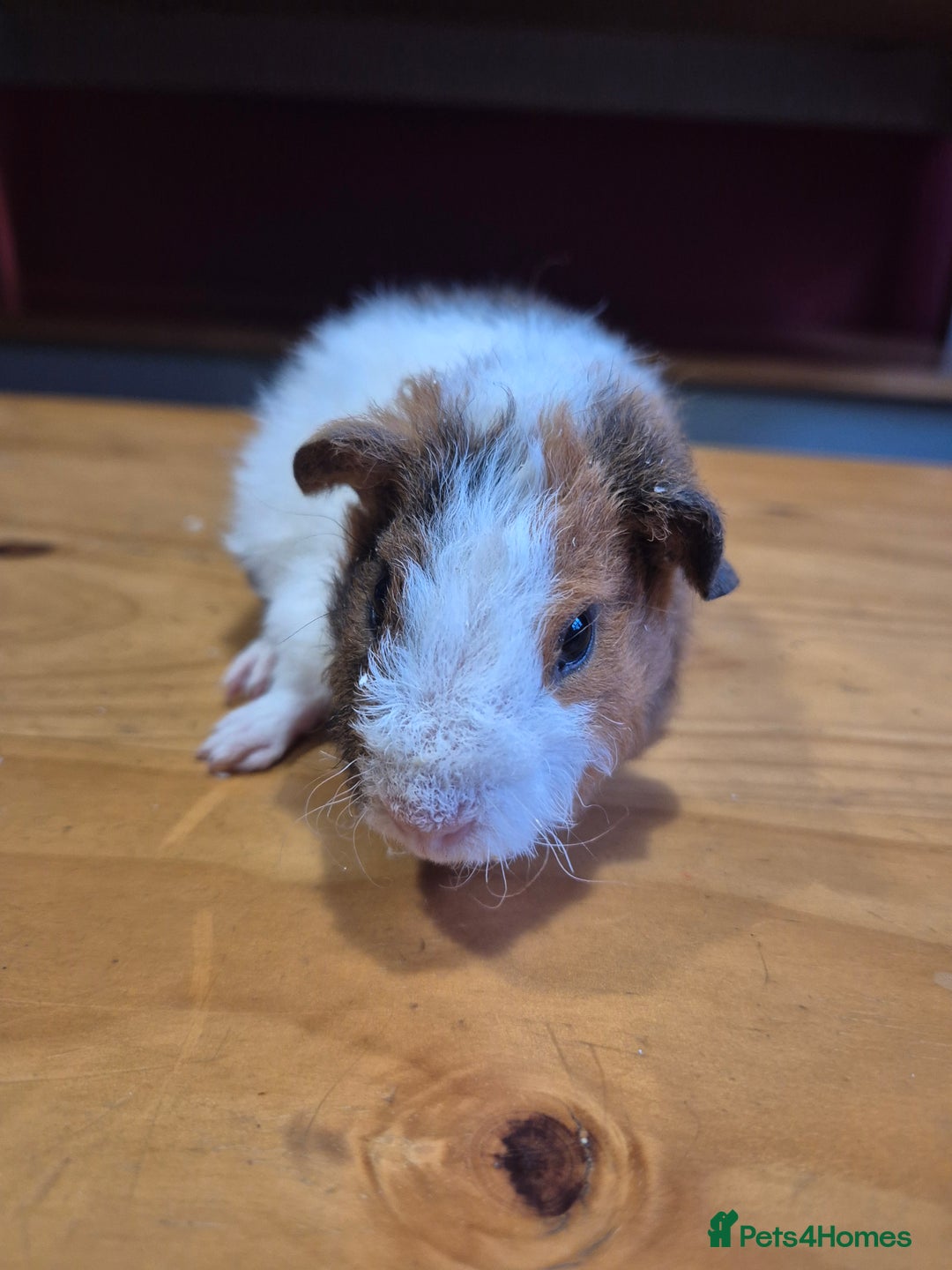 Guinea Pig rodents for sale: Teddy guinea pigs - Advert 4