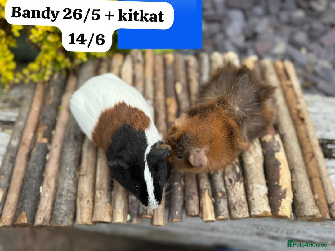 Guinea Pig rodents for sale: Baby guinea pigs ready now. Sheffield - Image 2
