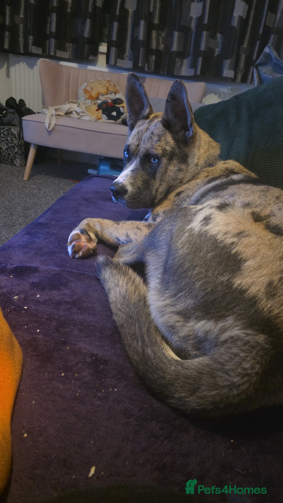 Siberian Husky dogs for sale: Siberian husky - Advert 1